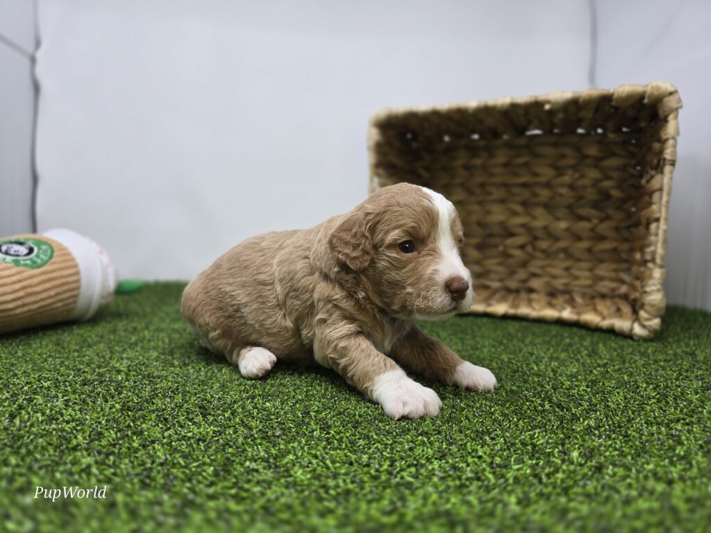 Daisy - Goldendoodle Mini F1b - Image 2