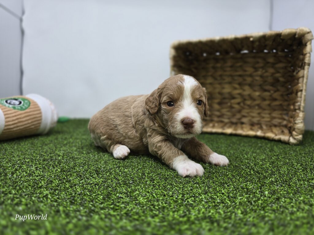 [#26219-09]  - Light Apricot F Goldendoodle Mini F1b Puppies For Sale