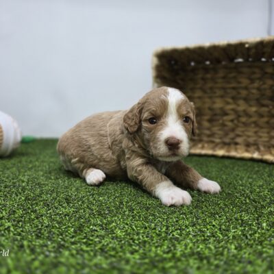 Goldendoodle Mini F1b - 1331 - Daisy