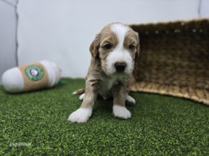 Goldendoodle Mini F1b