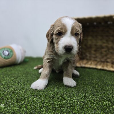 Goldendoodle Mini F1b - 1332 - Jay