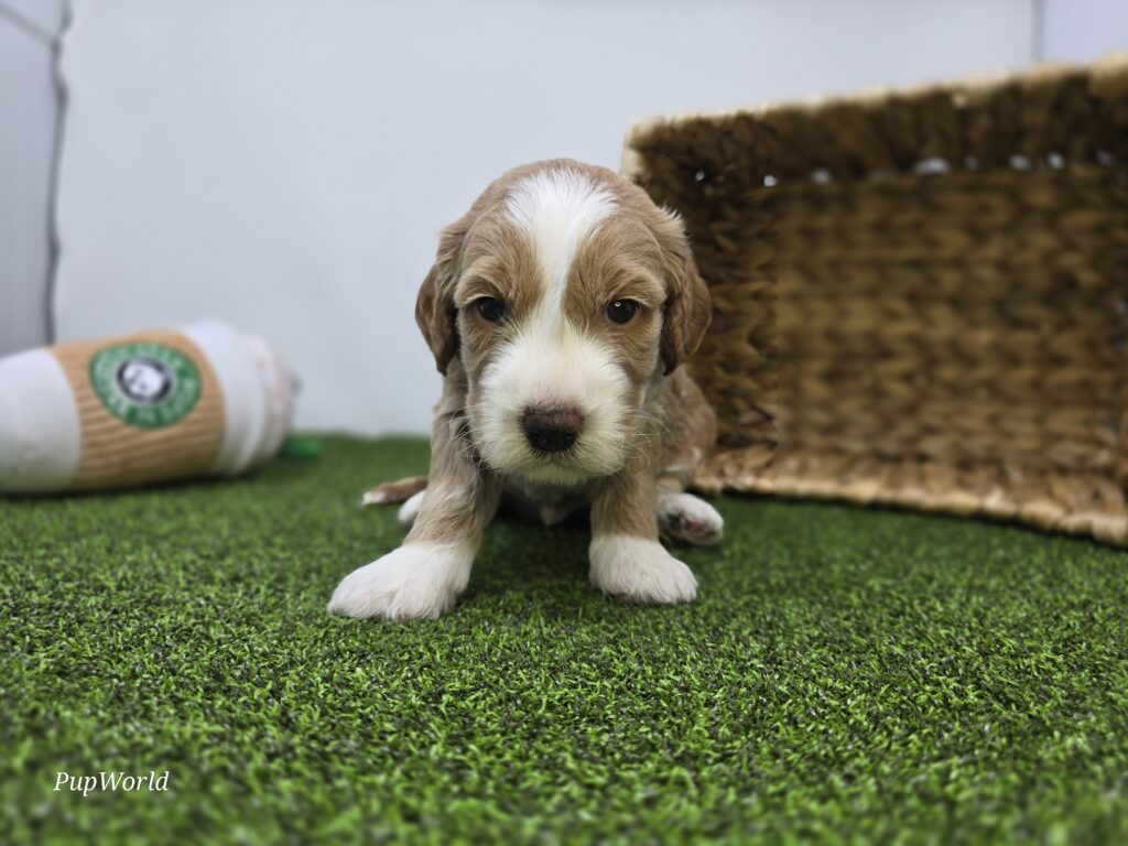 Jay - Goldendoodle Mini F1b - Image 2