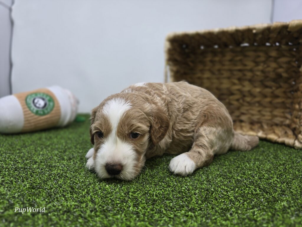 Jay - Goldendoodle Mini F1b - Image 6
