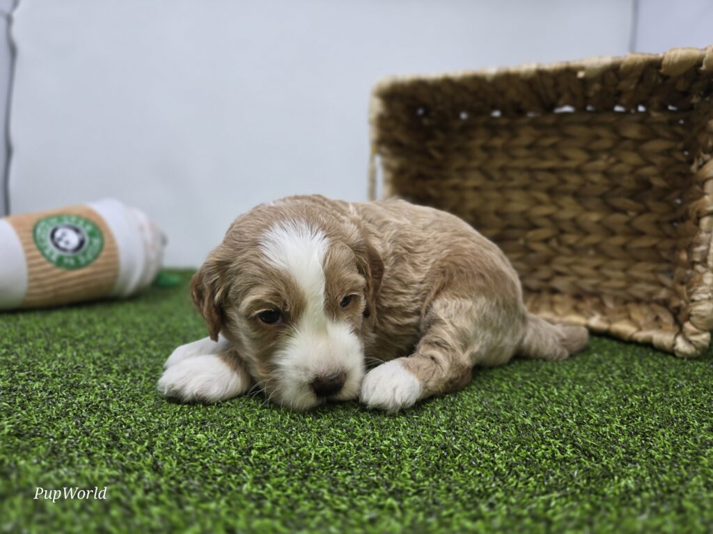 Jay - Goldendoodle Mini F1b - Image 5