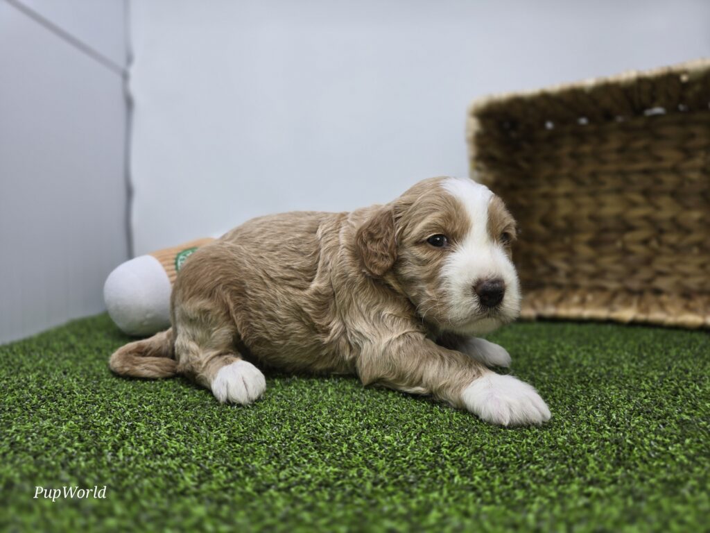 Jay - Goldendoodle Mini F1b - Image 4