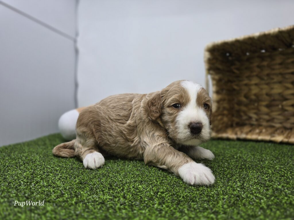Jay - Goldendoodle Mini F1b - Image 3