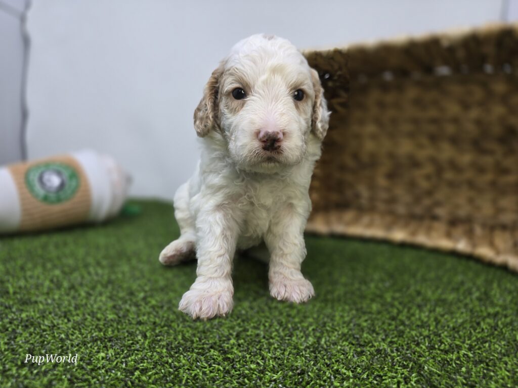 Archie - Goldendoodle Mini F1b - Image 1