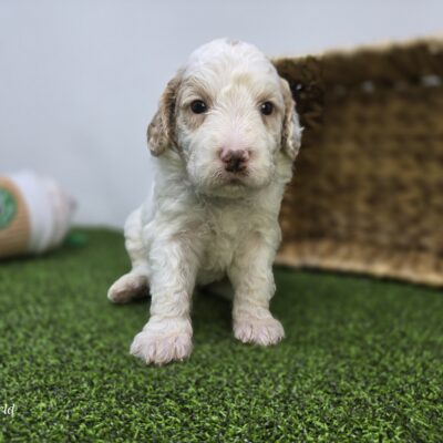 Goldendoodle Mini F1b - 1333 - Archie