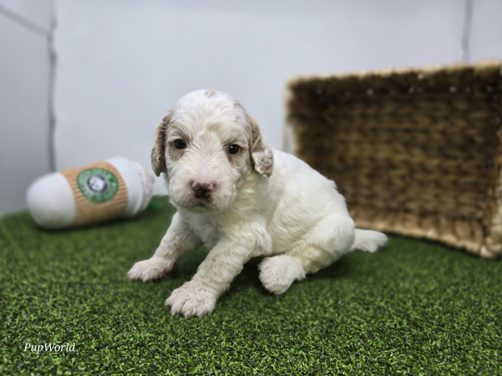 Archie - Goldendoodle Mini F1b - Image 2