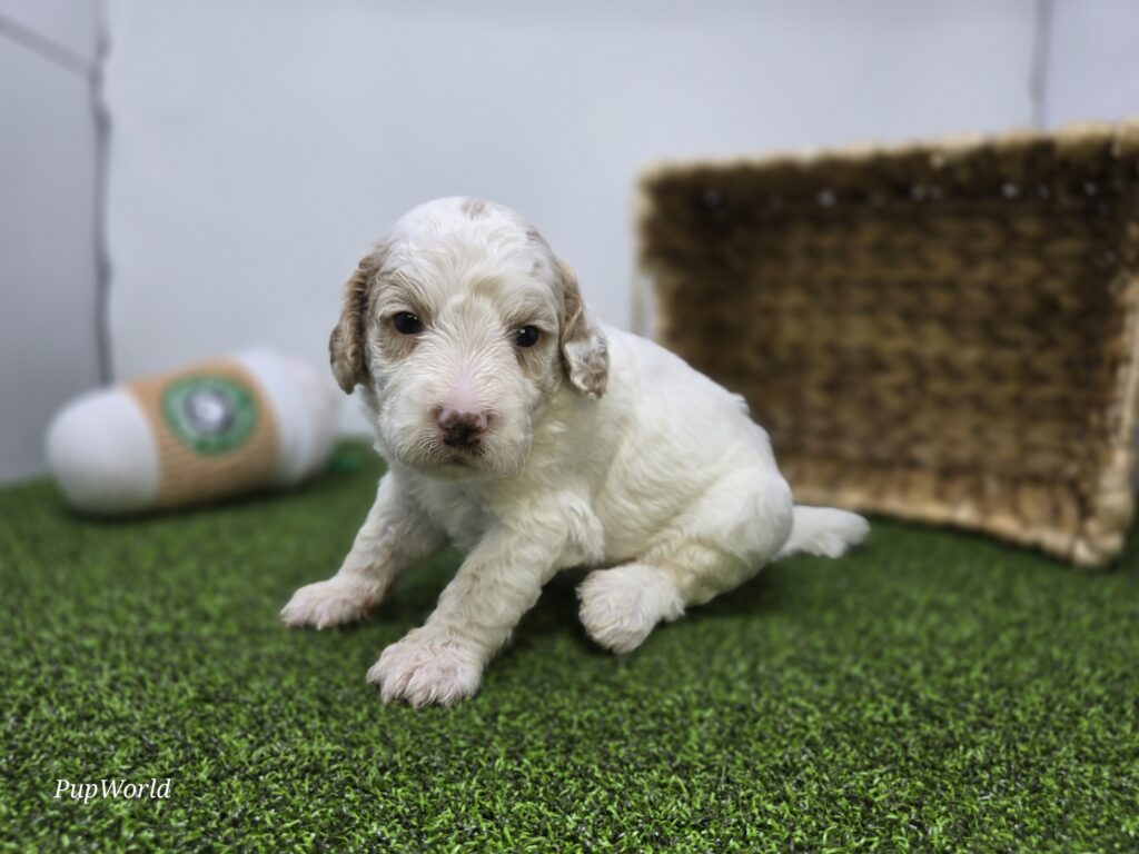 Archie - Goldendoodle Mini F1b - Image 5