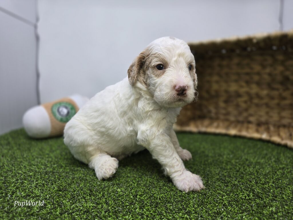 Archie - Goldendoodle Mini F1b - Image 4
