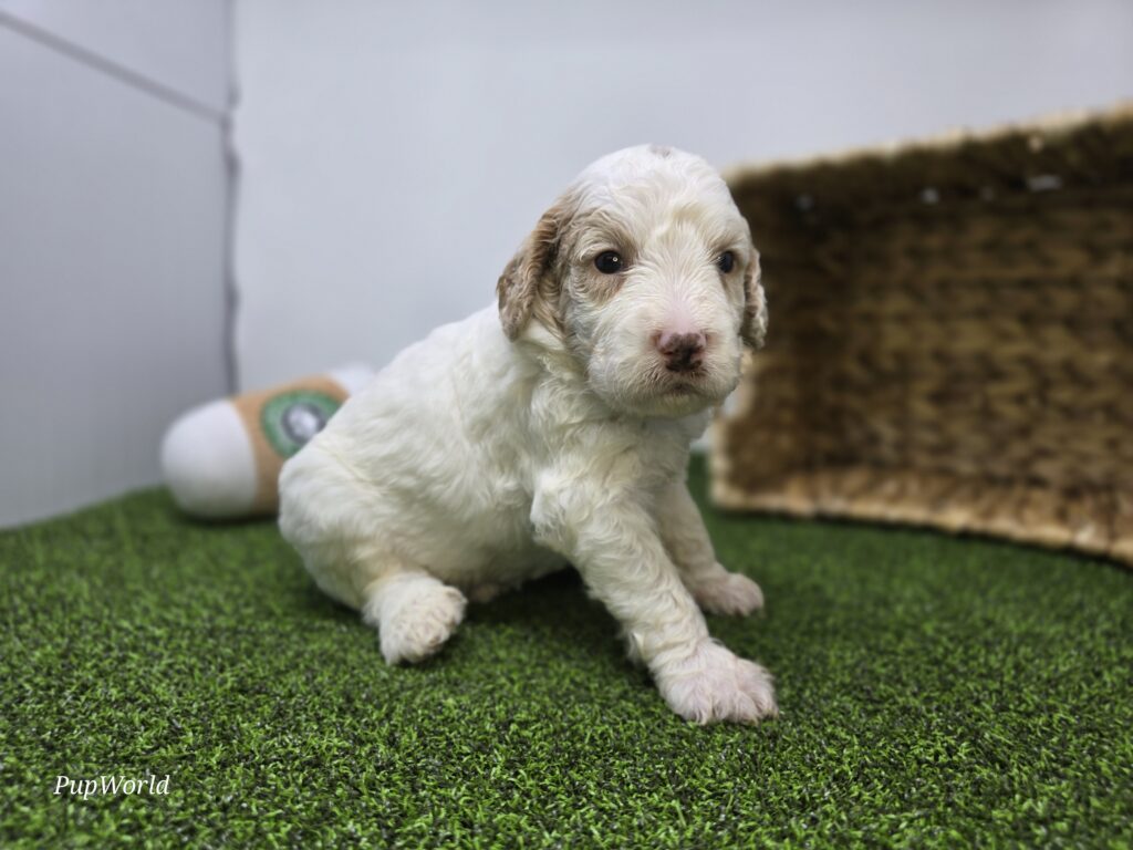 Archie - Goldendoodle Mini F1b - Image 3