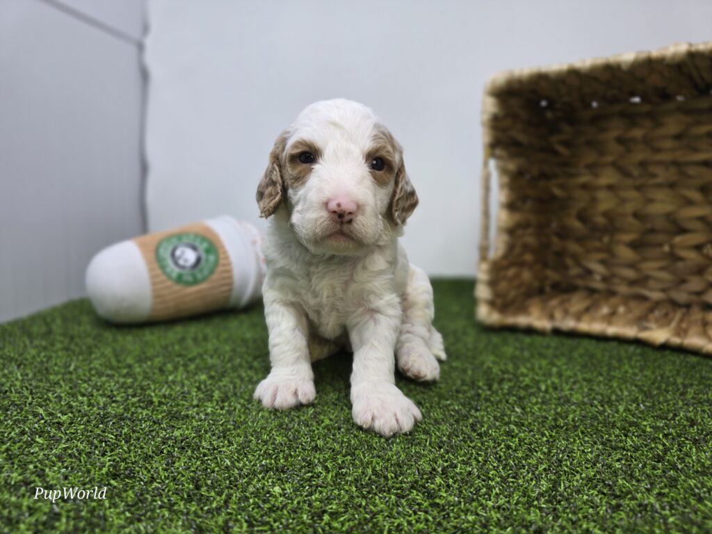[#26220-03]  - White M Goldendoodle Mini F1b Puppies For Sale