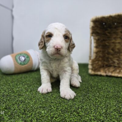 Goldendoodle Mini F1b - 1334 - Marshall