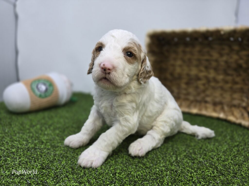 Marshall - Goldendoodle Mini F1b - Image 2