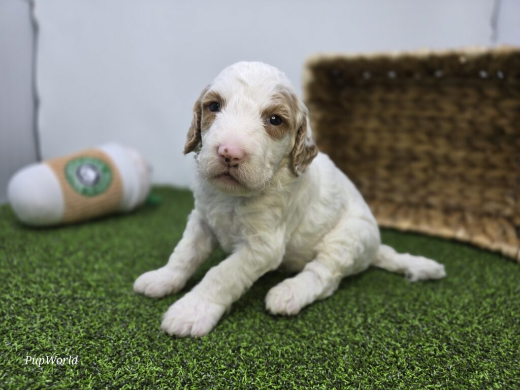 Marshall - Goldendoodle Mini F1b - Image 5