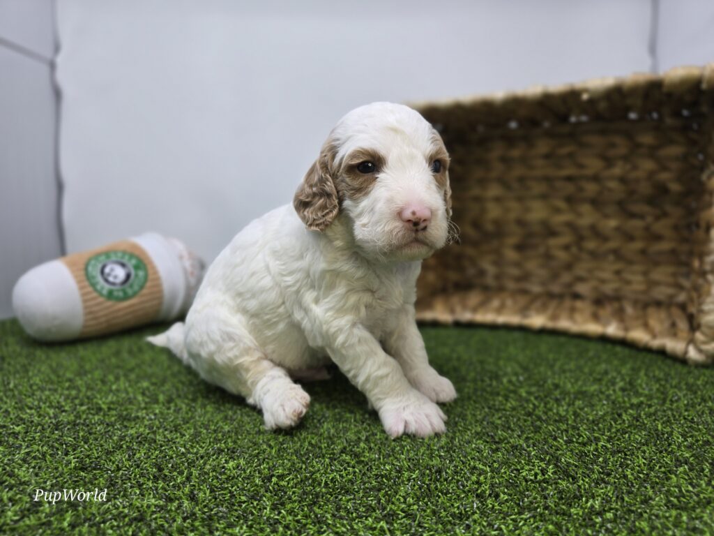 Marshall - Goldendoodle Mini F1b - Image 4