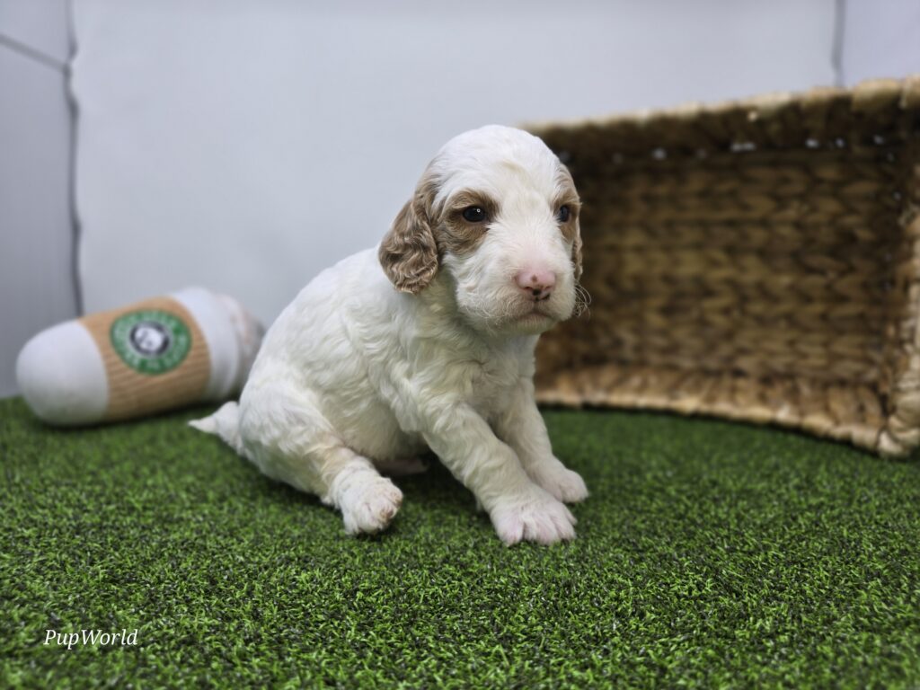 Marshall - Goldendoodle Mini F1b - Image 3