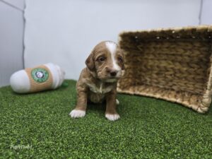 Goldendoodle Mini F1b