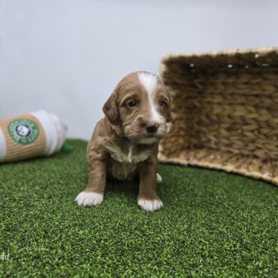 Goldendoodle Mini F1b - 1335 - Franklin