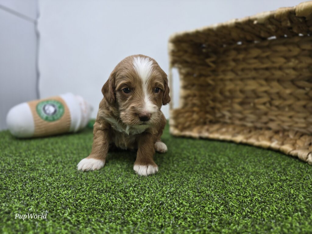 Franklin - Goldendoodle Mini F1b - Image 2