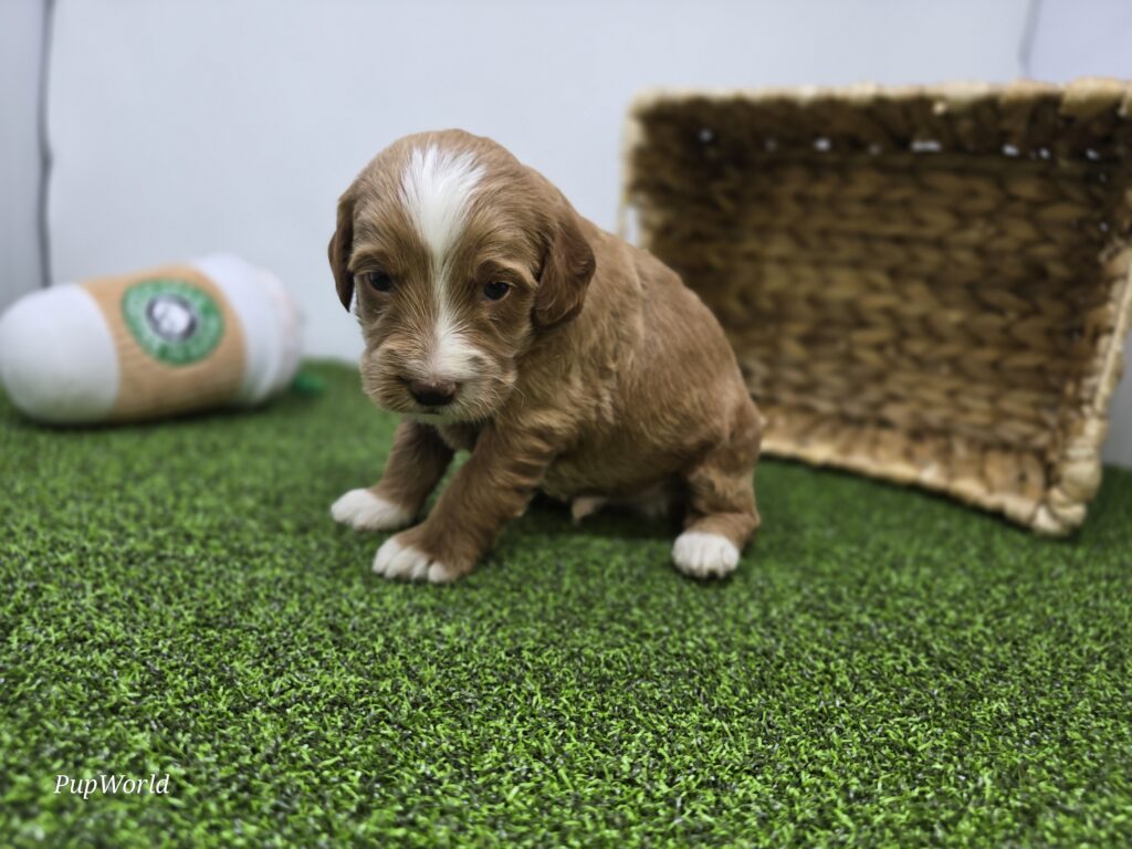 Franklin - Goldendoodle Mini F1b - Image 6