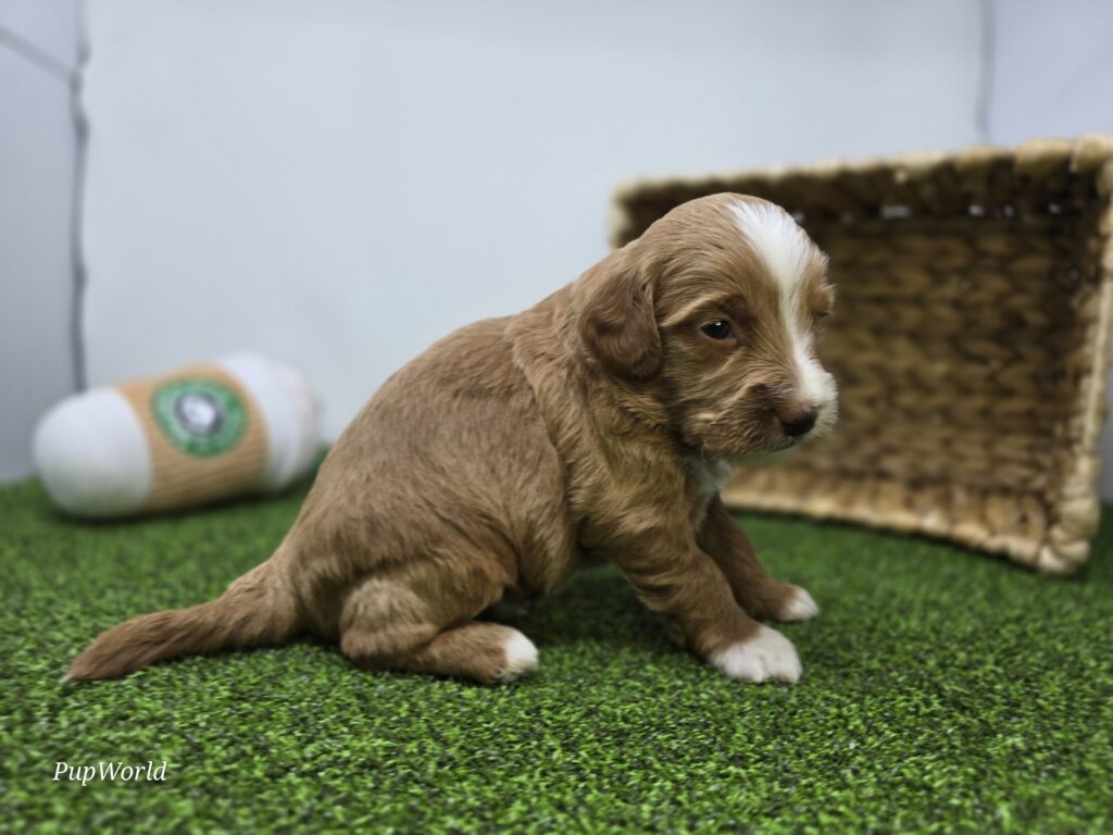 Franklin - Goldendoodle Mini F1b - Image 4