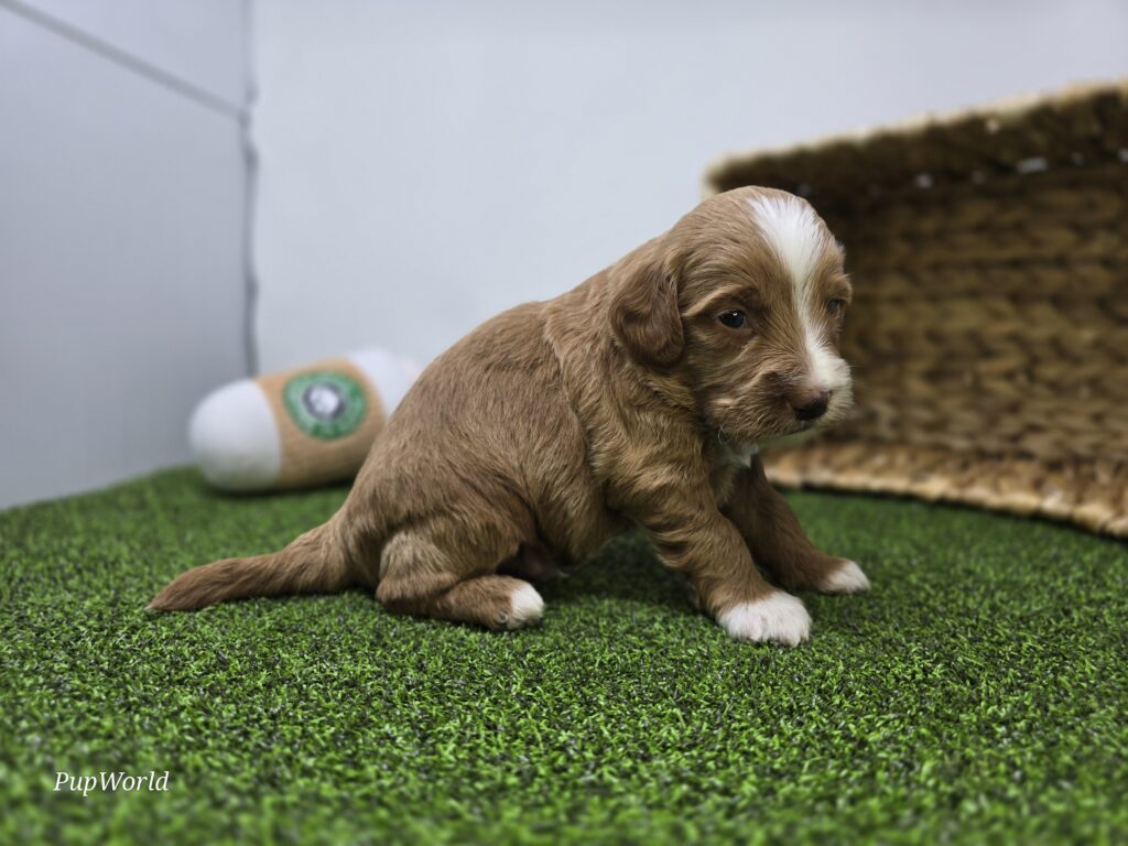 Franklin - Goldendoodle Mini F1b - Image 3