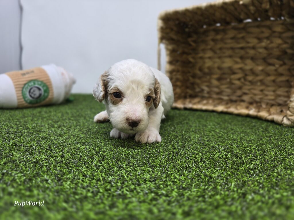 [#26220-05]  - White M Goldendoodle Mini F1b Puppies For Sale