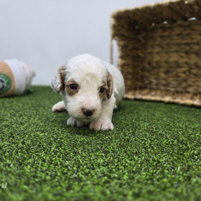 Goldendoodle Mini F1b - 1336 - Reece