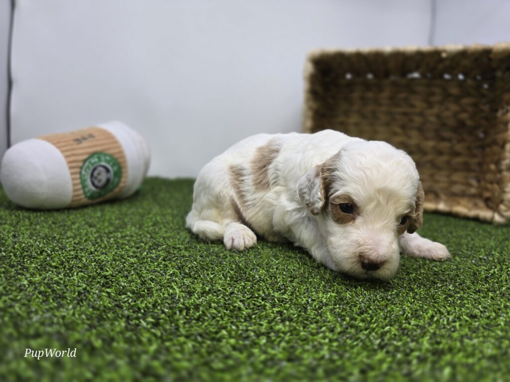 Reece - Goldendoodle Mini F1b - Image 2