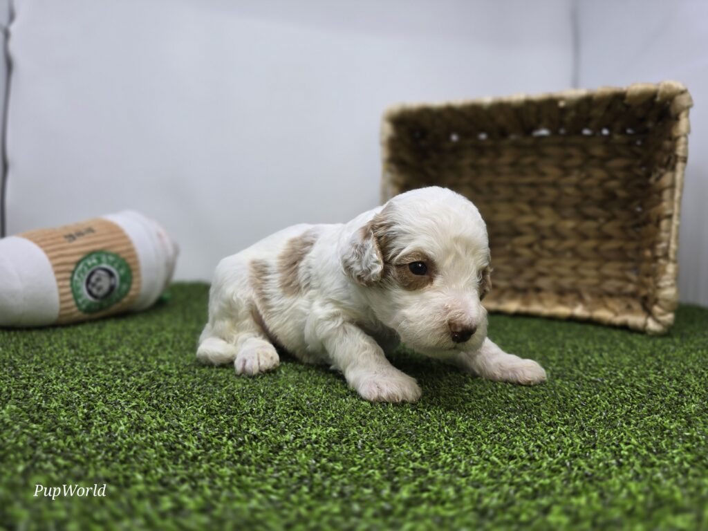 Reece - Goldendoodle Mini F1b - Image 5