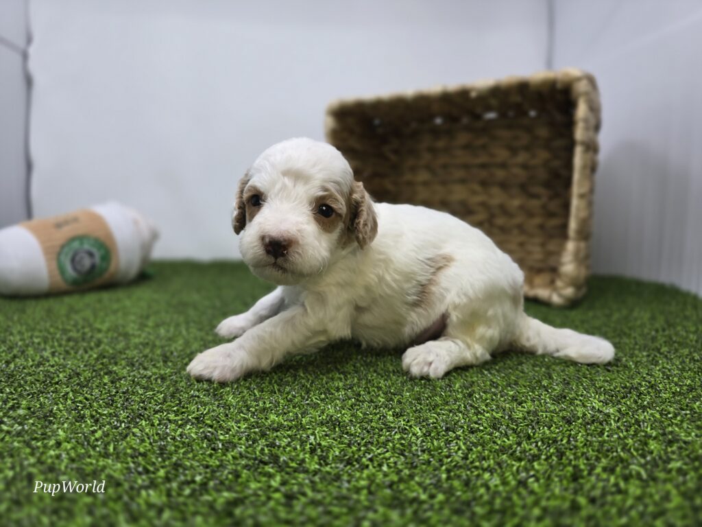 Reece - Goldendoodle Mini F1b - Image 3