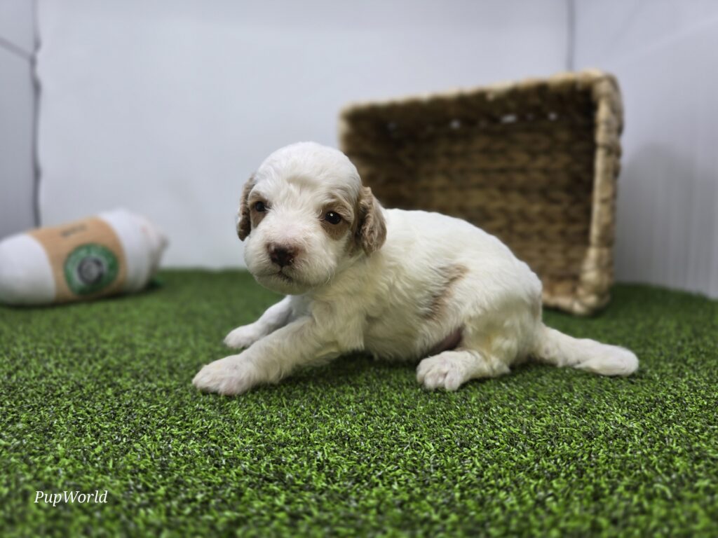 Reece - Goldendoodle Mini F1b - Image 4