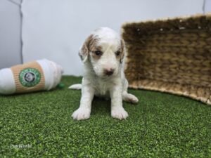 Goldendoodle Mini F1b