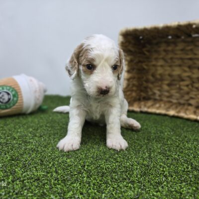 Goldendoodle Mini F1b - 1337 - Daphne