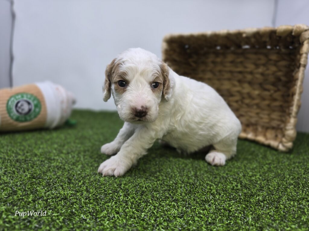 Daphne - Goldendoodle Mini F1b - Image 2