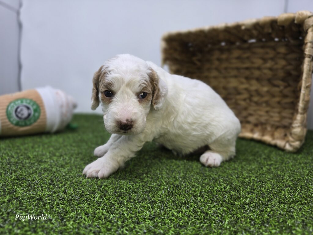 Daphne - Goldendoodle Mini F1b - Image 5