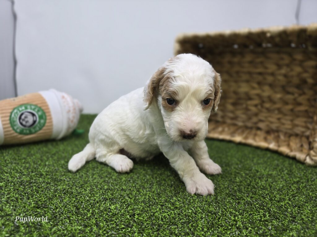 Daphne - Goldendoodle Mini F1b - Image 4