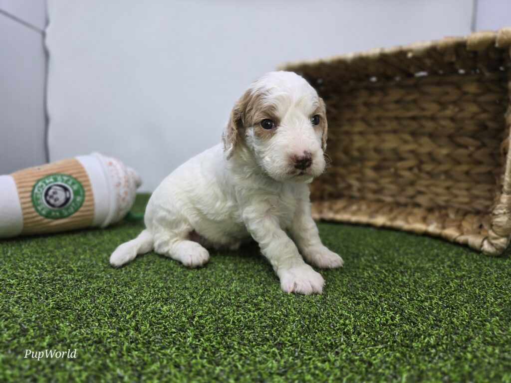 Daphne - Goldendoodle Mini F1b - Image 3