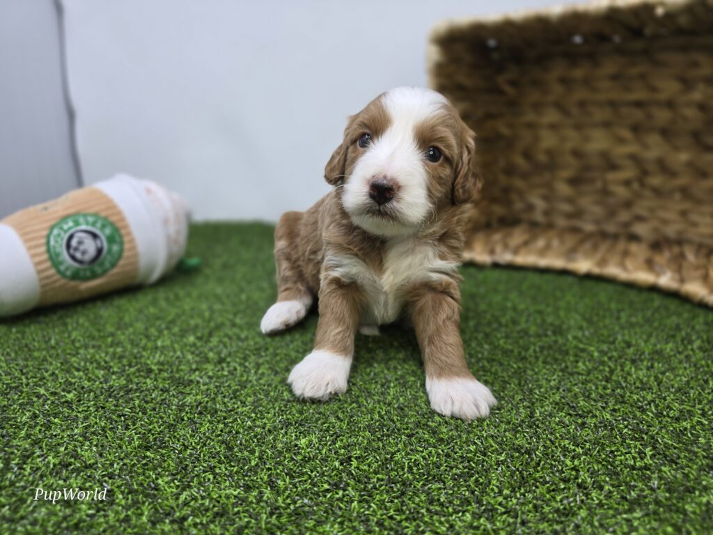[#26220-07]  - Apricot F Goldendoodle Mini F1b Puppies For Sale