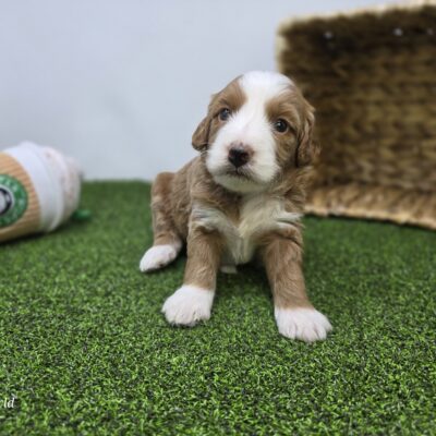 Goldendoodle Mini F1b - 1338 - Fiona