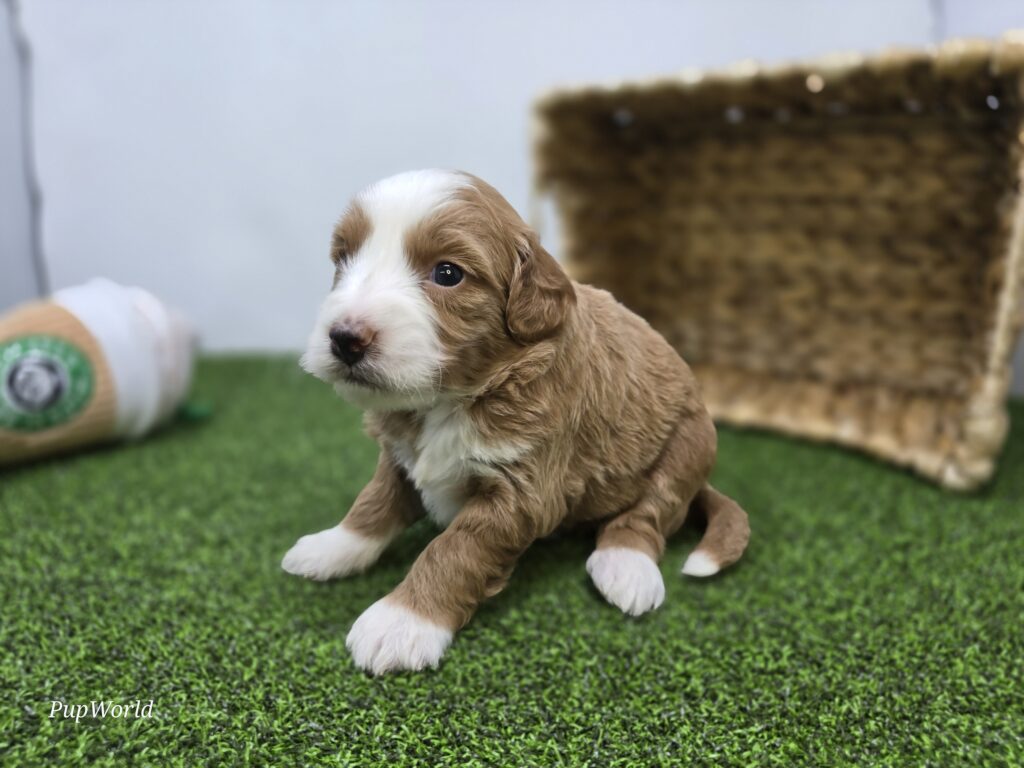 Fiona - Goldendoodle Mini F1b - Image 2