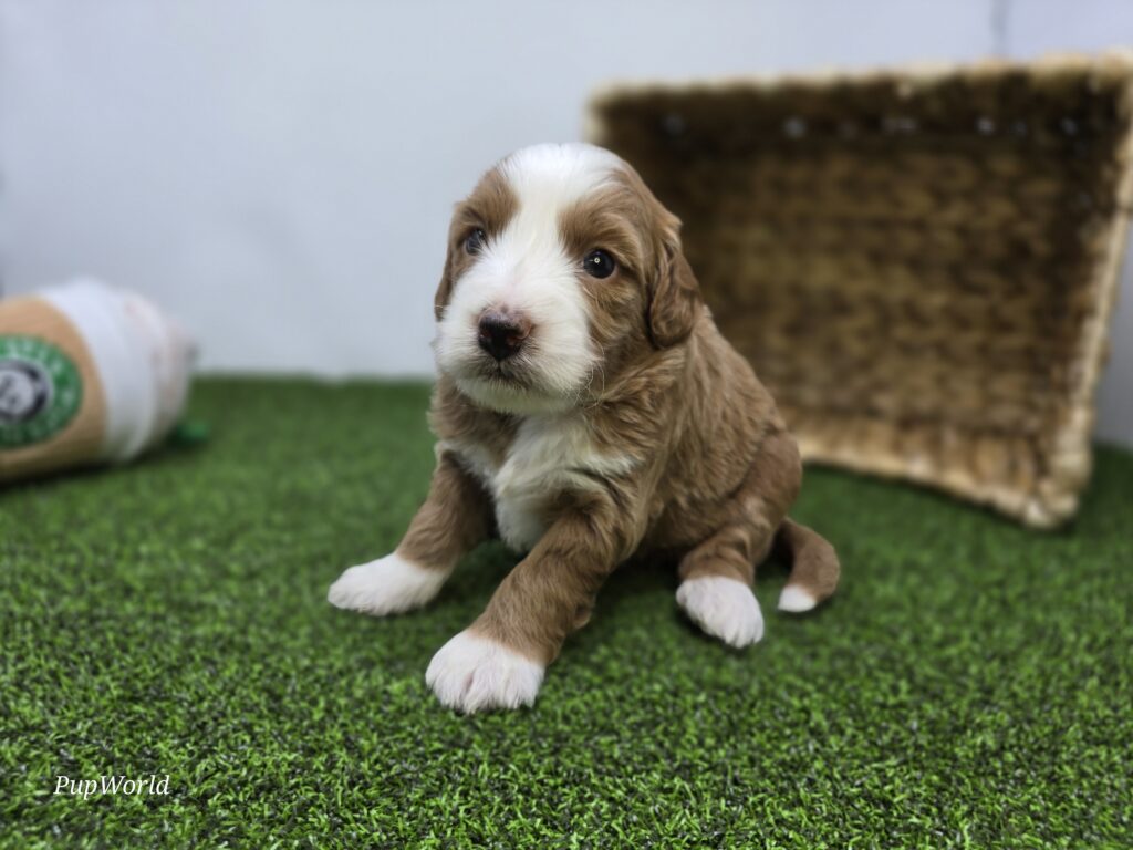 Fiona - Goldendoodle Mini F1b - Image 5
