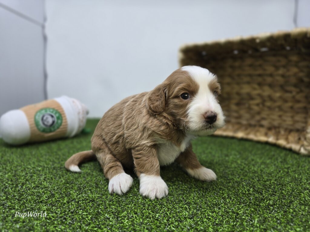 Fiona - Goldendoodle Mini F1b - Image 4