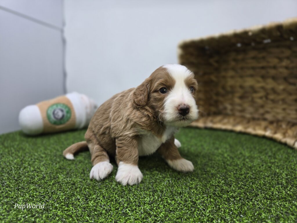 Fiona - Goldendoodle Mini F1b - Image 3