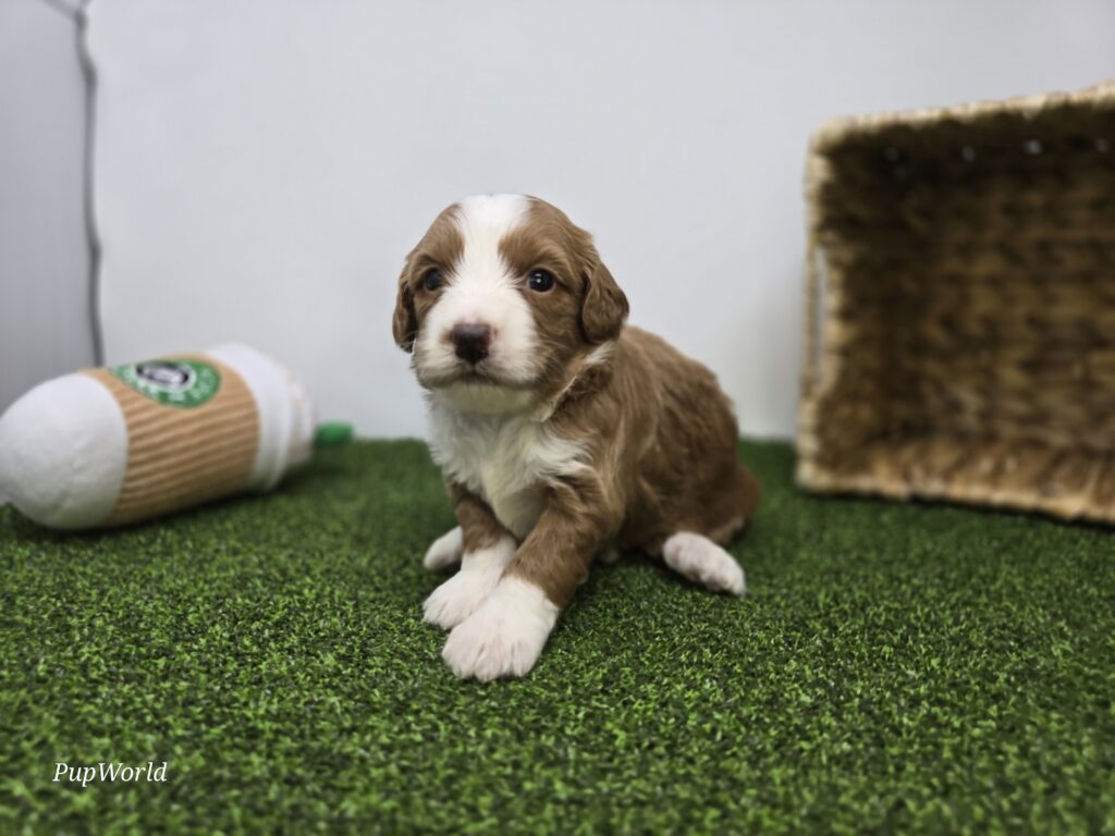 Anya - Goldendoodle Mini F1b - Image 2