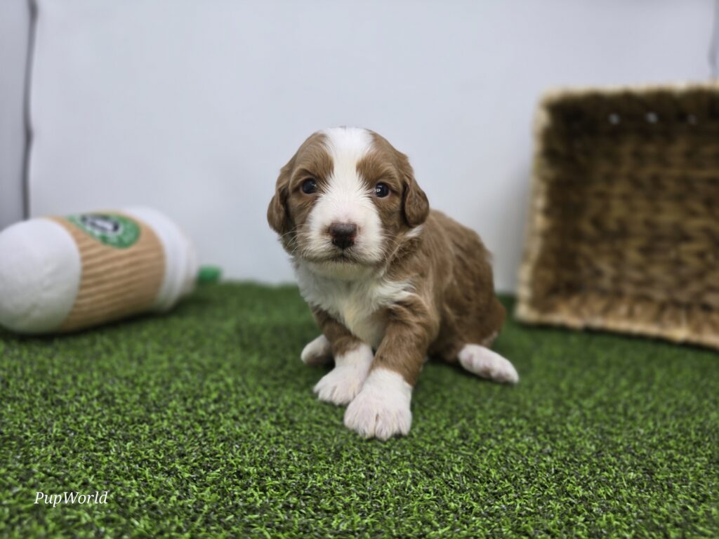 Anya - Goldendoodle Mini F1b - Image 3