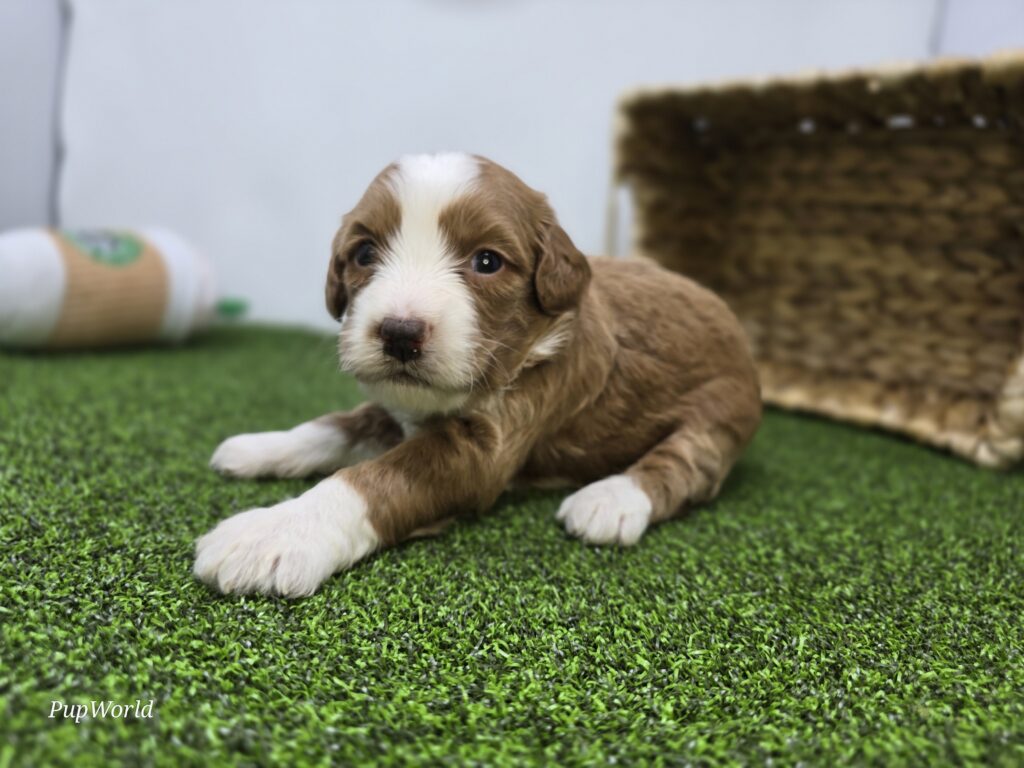 Anya - Goldendoodle Mini F1b - Image 4