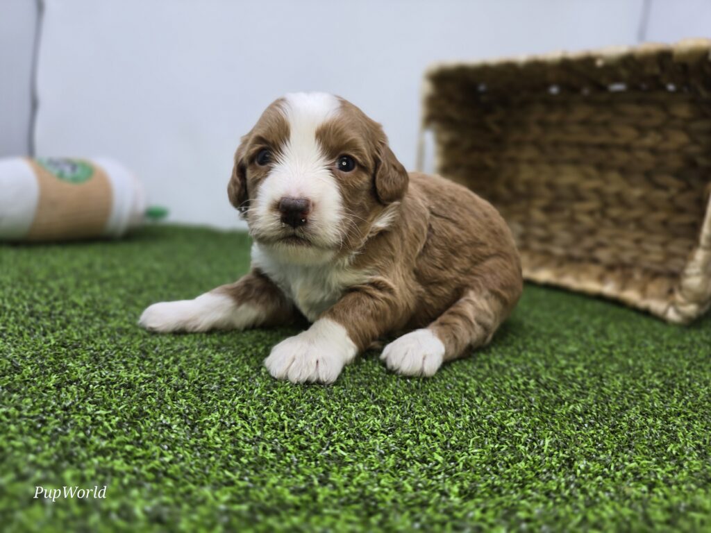 [#26220-08]  - Apricot F Goldendoodle Mini F1b Puppies For Sale